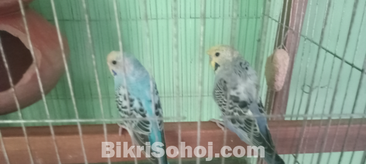 ৩ জোড়া রানিং বাজিগর পাখি